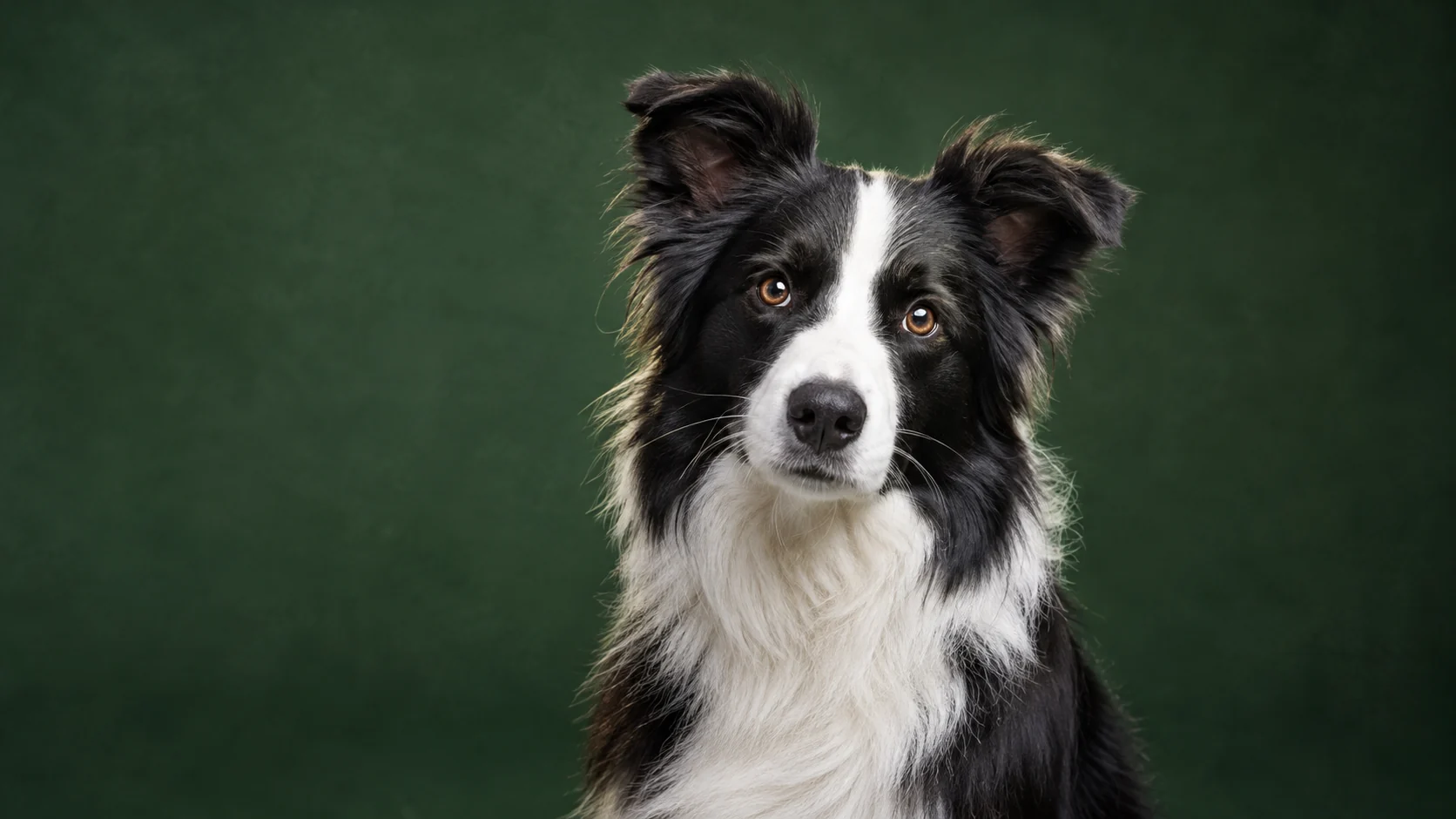 Border collie photographed in a studio against a deep green backdrop